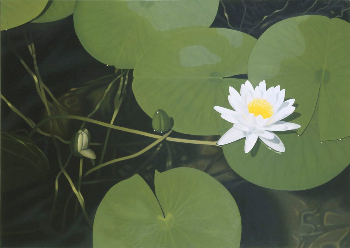 Waterlily - Ronald Bowen